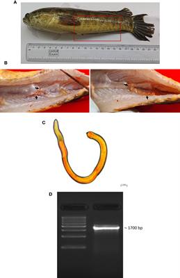 Deciphering the impact of endoparasitic infection on immune response and gut microbial composition of Channa punctata